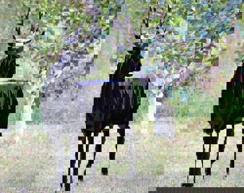 طرح چوبی سی ان سی گوزن سه بعدی پازل - deer wooden cnc plan 3d puzzle - برای دستگاه CNC چوب و لیزر (سی ان سی)