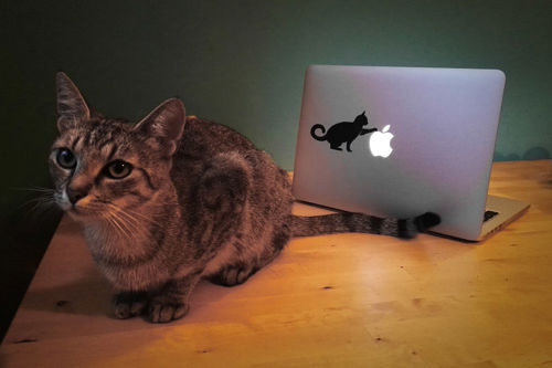 طرح برچسب لپ‌تاپ گربه cm - laptop sticker cat 12x7cm - برای دستگاه CNC چوب و لیزر (سی ان سی)