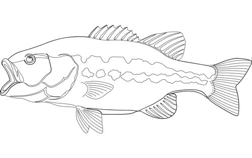 طرح ماهی باس دهان بزرگ - large mouth bass fish - برای دستگاه CNC چوب و لیزر (سی ان سی)