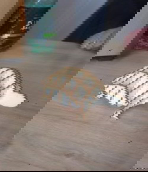 طرح تخته سه لا سه بعدی پازل لاک پشت قلم سازمان دهنده برش لیزری - plywood 3d puzzle turtle pen organizer laser cut ve - برای دستگاه CNC چوب و لیزر (سی ان سی)