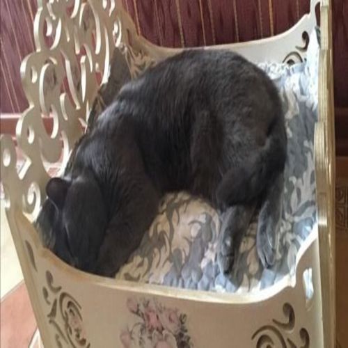 طرح طراحی تخت گربه برای برش لیزری - cat bed design for laser cut - برای دستگاه CNC چوب و لیزر (سی ان سی)