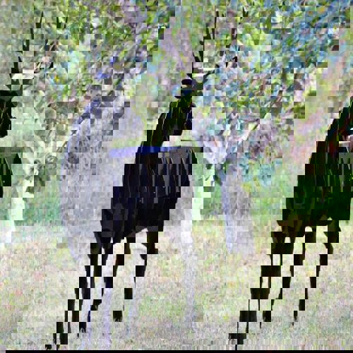 طرح چوبی سی ان سی گوزن سه بعدی پازل - deer wooden cnc plan 3d puzzle - برای دستگاه CNC چوب و لیزر (سی ان سی)