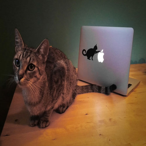طرح برچسب لپ‌تاپ گربه cm - laptop sticker cat 12x7cm - برای دستگاه CNC چوب و لیزر (سی ان سی)