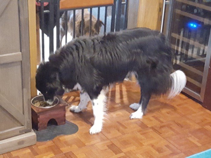 طرح پایه کاسه سگ مناسب برای استفاده در دستگاه های cnc چوب و cnc لیزر - laser cut dog bowl stand