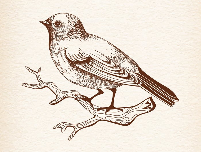طرح وکتور طرح پرنده مناسب برای استفاده در دستگاه های cnc چوب و cnc لیزر - bird vector art cdr file