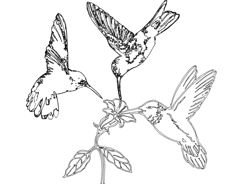 طرح پرندگان مگس خوار و گل مناسب برای استفاده در دستگاه های cnc چوب و cnc لیزر - humming birds and flower dxf file