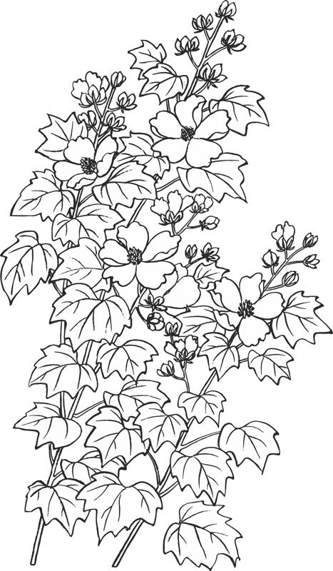 طرح وکتور گل بایمیااو هیبیسکوس مناسب برای استفاده در دستگاه های cnc چوب و cnc لیزر - vector baimiao hibiscus flowers cdr file