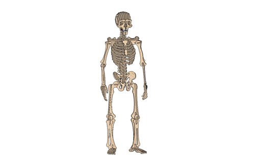 طرح فایل خام اسکلت انسان مناسب برای استفاده در دستگاه های cnc چوب و cnc لیزر - human skeleton raw dxf file