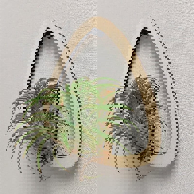 طرح دکور دیواری نگهدارنده گیاه هوازی چوبی مناسب برای استفاده در دستگاه های cnc چوب و cnc لیزر - laser cut wooden air plant holder wall decor