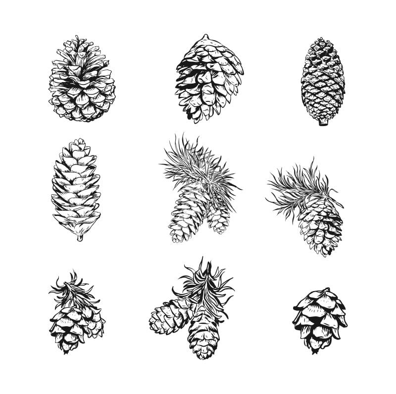طرح مخروط کاج طراحی شده با دست مناسب برای استفاده در دستگاه های cnc چوب و cnc لیزر - hand drawn pine cones cdr file