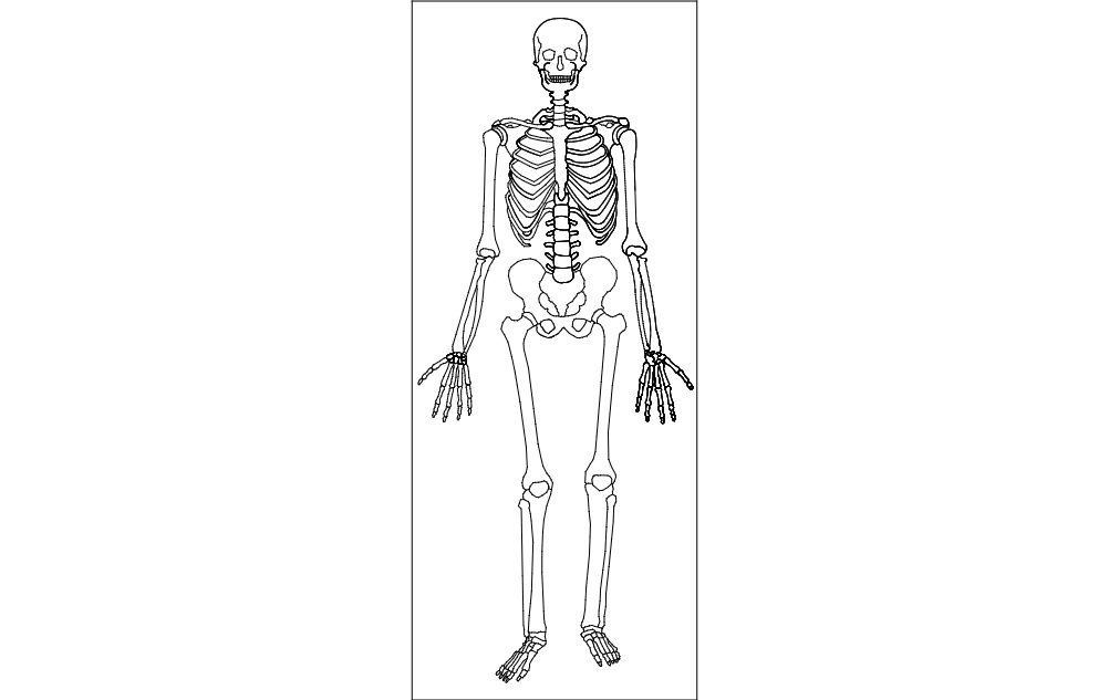 طرح اسکلت انسان مناسب برای استفاده در دستگاه های cnc چوب و cnc لیزر - human skeleton dxf file