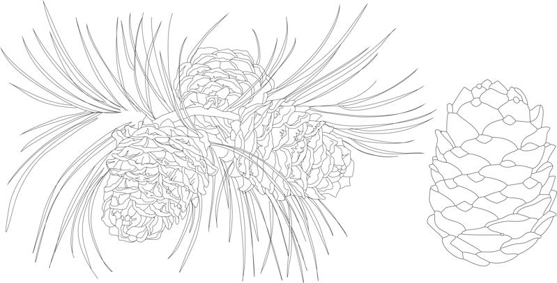 طرح شاخه درخت کاج مناسب برای استفاده در دستگاه های cnc چوب و cnc لیزر - khvoya vetka cdr file