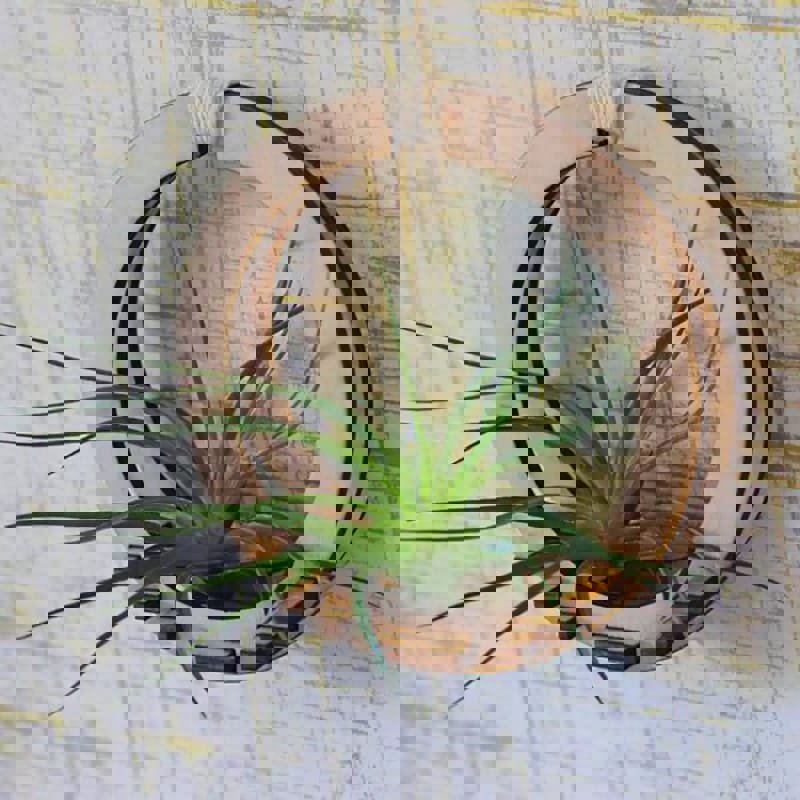 طرح نگهدارنده گیاه هوا مناسب برای استفاده در دستگاه های cnc چوب و cnc لیزر - laser cut air plant holder